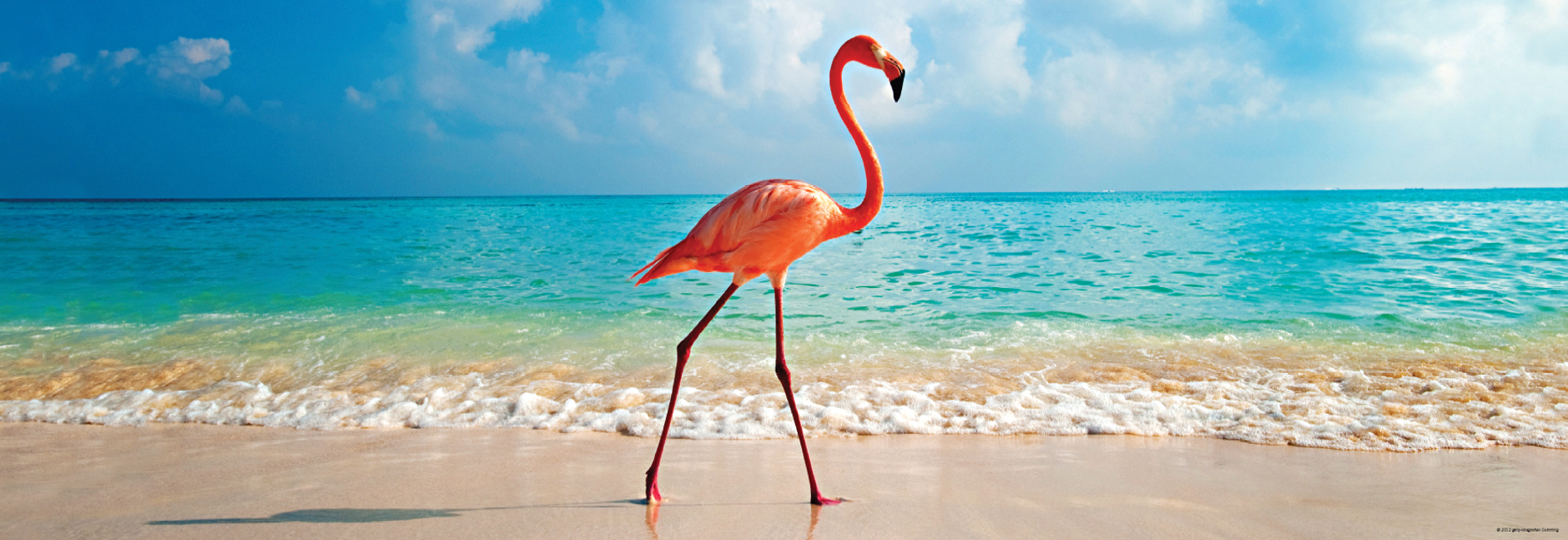 flamingo on sunny beach